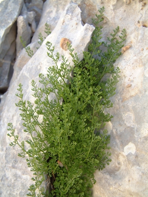 Asplenium fissum / Asplenio diviso